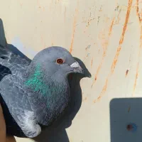 جان اردن|پرنده|شوش, |دیوار