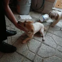 واگذاری پاپی|سگ|اصفهان, باتون|دیوار