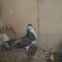 کفتر|پرنده|جم, |دیوار