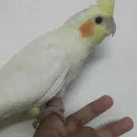 فروش عروس هلندی|پرنده|خوسف, |دیوار