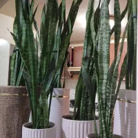 سانسریا سبز شمشیری ازگل