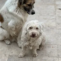 گمشده|حیوانات|مشهد, صیدآباد|دیوار