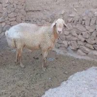قوچ