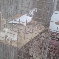 کفتر پرشی بازی دار|پرنده|اردکان, |دیوار