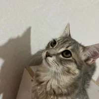 واگذاری گربه|گربه|خوی, |دیوار