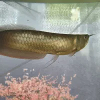 آروانا سیلور|ماهی|رفسنجان, |دیوار