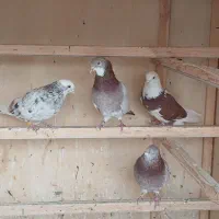 کبوتر هما سرور