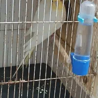 جفت عروس هلندی لوتینو دم تخم|پرنده|بندرعباس, |دیوار