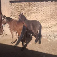 قاطر باری کوهستانی|حیوانات مزرعه|لاران, |دیوار