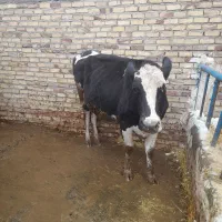 ۳راس تلیسه شکم یک