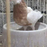 کبوتر طوقی پنج جفت|پرنده|آبپخش, |دیوار