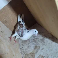 کبوتر طوقی و پرشی|پرنده|آمل, |دیوار