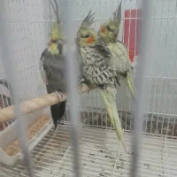 نوه