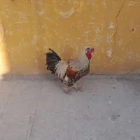 خروس کله چتری یک ساله فوق العاده زیبا