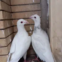 کفتر سفید بغدادی  وسار جفتی