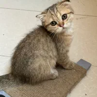 اسکاتیش گلد چین چیلا
