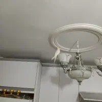 عروس هلندی|پرنده|کرج, شاهینویلا|دیوار