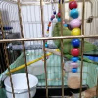 طوطی(کوتوله )|پرنده|سهند, |دیوار