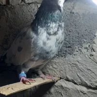 امیدیه شهر دونه|حیوانات|امیدیه, |دیوار