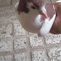 کبوتر