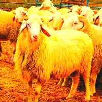 بره شش ما کامل مناسب عقیقه و مصرفی و ...|حیوانات مزرعه|مشهد, کشاورز|دیوار