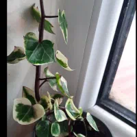 گل های زیبا|گل و گیاه طبیعی|رشت, شهرک قدس|دیوار