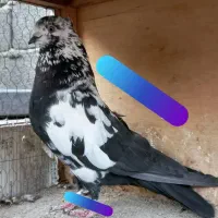 کفتر بدرد بخور (متن رو حتما بخونید)