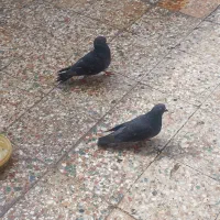 جفت بادمجونی سبز باجوجه