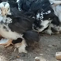 جوجه کوشین اصل