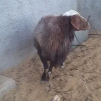 سلام یک عدد قوچ همه چی تمام درجه ۱ فروشی