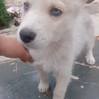 فروش فوری سگ هاسکی|سگ|اصفهان, کوی سپاهان|دیوار