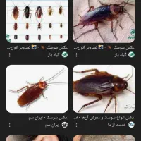 از بین بردن سوسک وحشرات موزی به صورت تضمینی