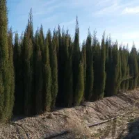 سروناز|گل و گیاه طبیعی|شیراز, دشت چنار|دیوار