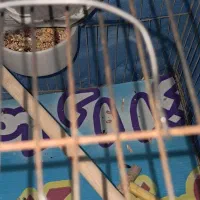 عروس هلندی|پرنده|قزوین, |دیوار