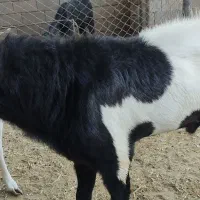 سلام یه چپش یک ساله دو ماه عالی وسالم|حیوانات مزرعه|حلب, |دیوار