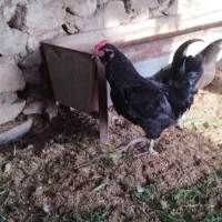 تخم مرغ نطفه دار|حیوانات مزرعه|خورموج, |دیوار