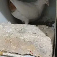 دم زرد ماده