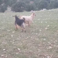 بزه سر حال