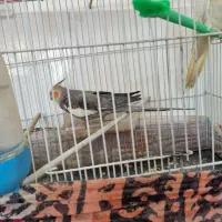 عروس هلندی|پرنده|تربتحیدریه, اندیشه|دیوار