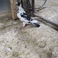 پرندهادرجه۱|پرنده|شوشتر, |دیوار