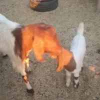 بز پاکستانی اصل با کهره|حیوانات مزرعه|هنزا, |دیوار