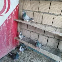 کبوتر دمگیر اصفهانی تهرونی