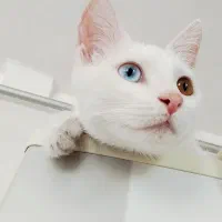 واگذاری گربه سه ماهه