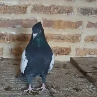 کبوتر دم سیاه