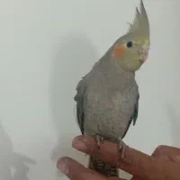 عروس هلندی نر