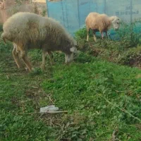 دو عدد گوسفند نر به شرط سلامت به فروش می‌رسد