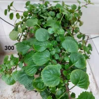 فروش انواع گل و گیاه طبیعی|گل و گیاه طبیعی|نمین, |دیوار