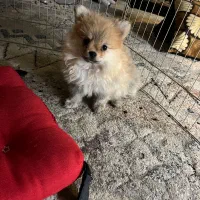 توله پامرین