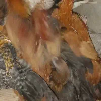 جوجه مرغ و خروس ۴ ماهه