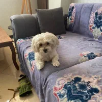 هتل پانسیون پت مراقبت سگ و حیوانات خانگی کوکو|خدمات پیشه و مهارت|اصفهان, عباس‌آباد|دیوار